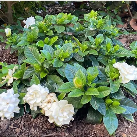 La Delizia, Giardino E Parcheggio Privato, Prázdninový dům Florencie