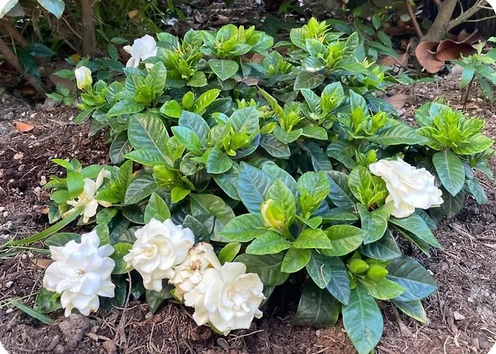 La Delizia, Giardino E Parcheggio Privato, بيت للعطل فلورنس